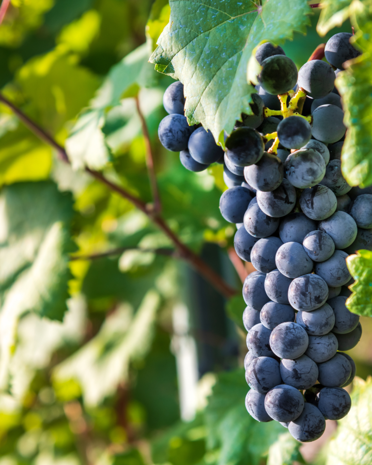 barolo wijn kopen